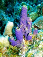 113 Purple Branching Tube Sponge IMG 5672